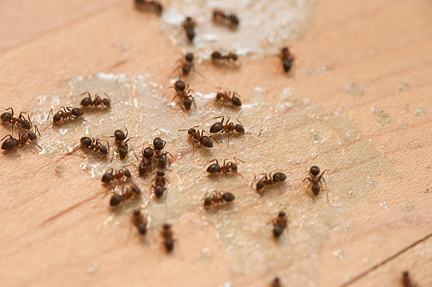 Best Mosquito Control Services  in Monaca, PA